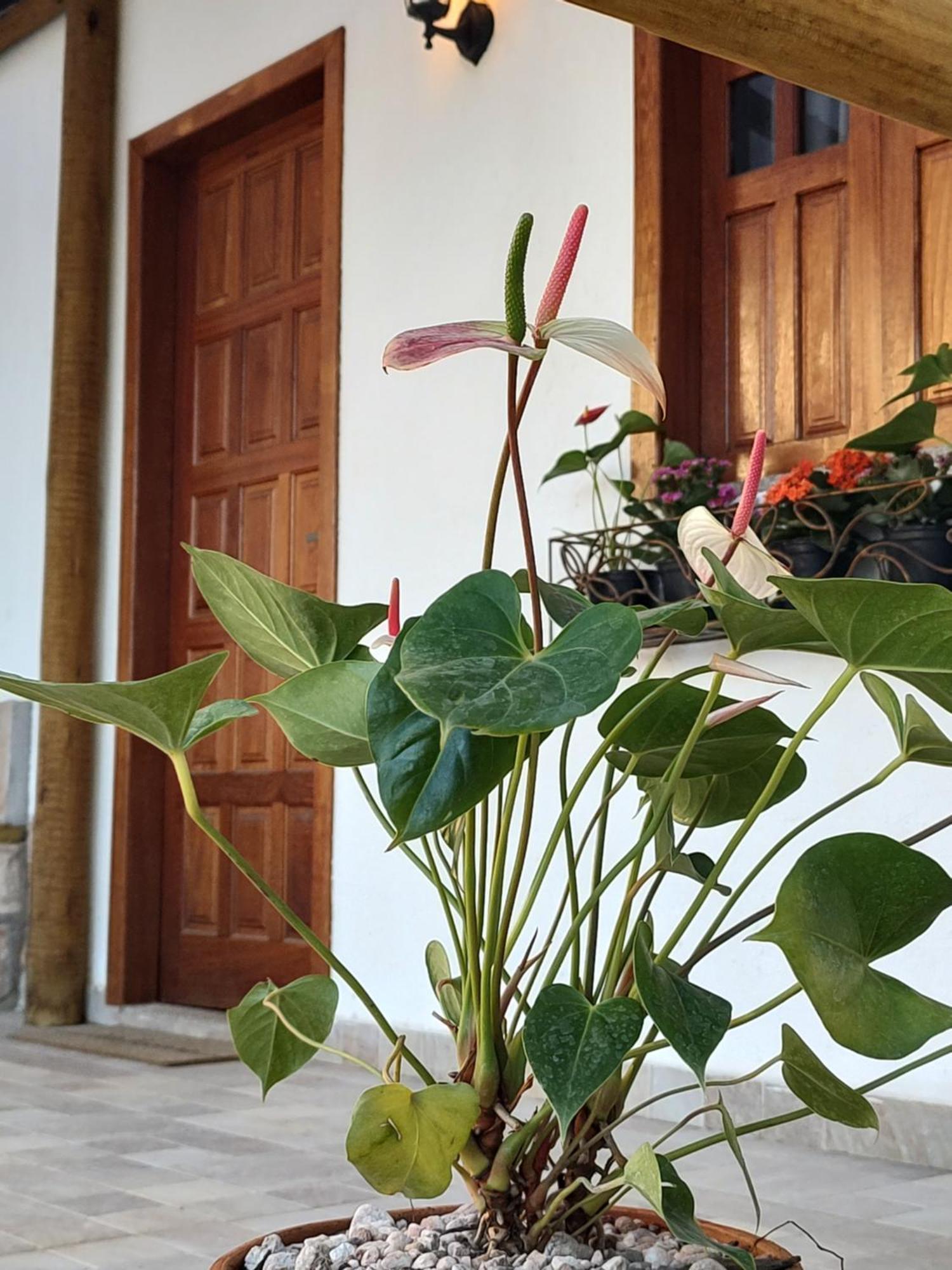 Chales E Suites Campos De Sao Joao Palmeiras  Room photo